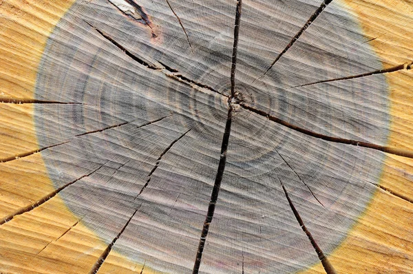 Firewood Logs Tree Trunk — Stock Photo, Image