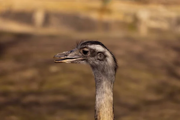 Ostrich Animal Bird Wildlife — Stock Photo, Image