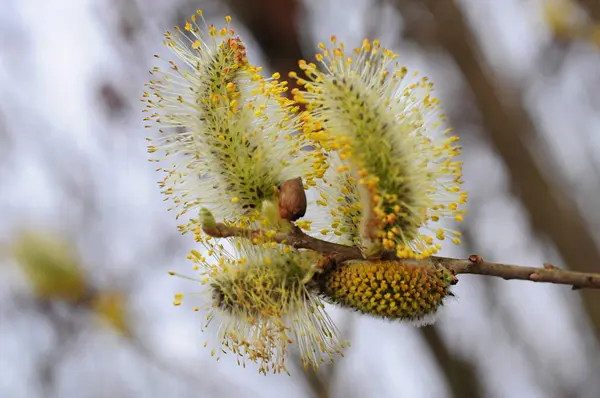 Willow Catkins Yakın Görüntüsü — Stok fotoğraf