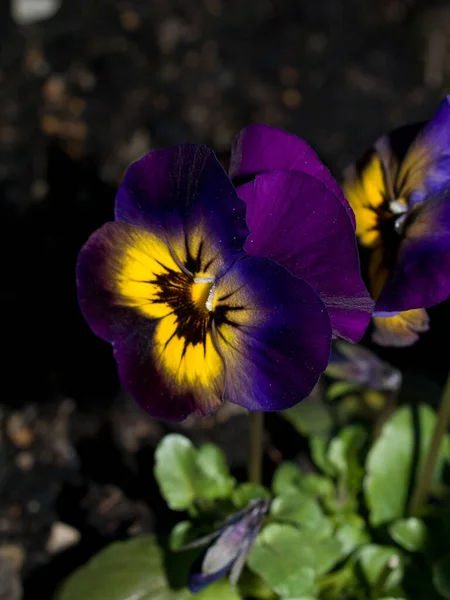 美しい花 花のコンセプトの背景 — ストック写真