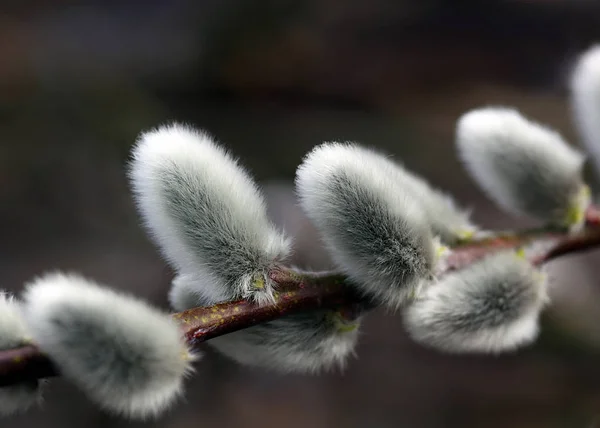 Pussy Willow Spring Catkin — 图库照片