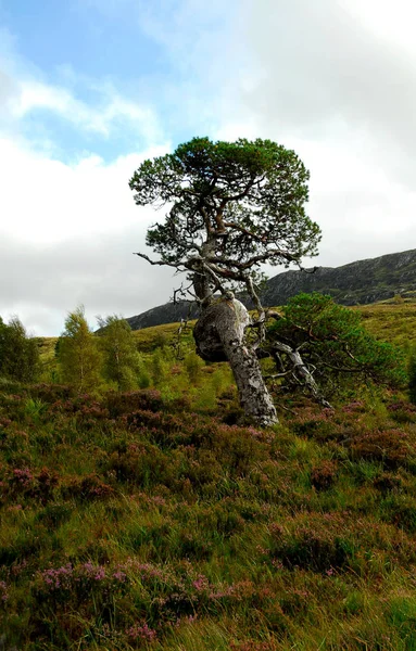 Szkocja Glen Affric Rezerwat Przyrody Drzewo Charakterze — Zdjęcie stockowe