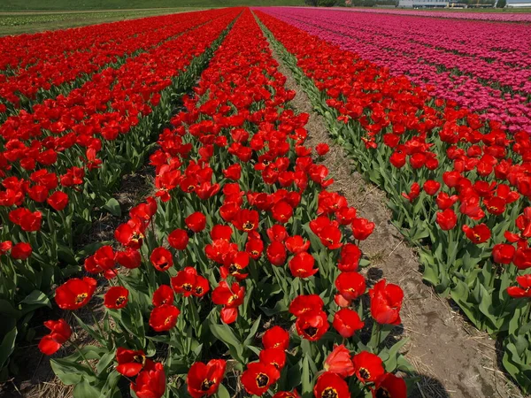 Blühende Tulpen Frühlingsblumen — Stockfoto