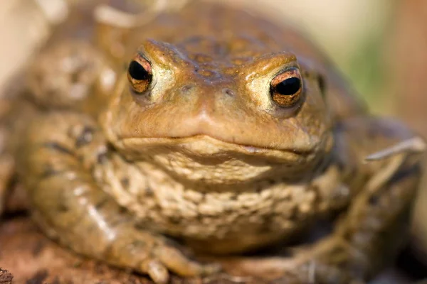 Erdkröte Frosch Amphibie — Stockfoto