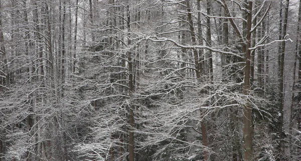 Árboles Viejos Después Ventisca Cubiertos Nieve Fresca — Foto de Stock