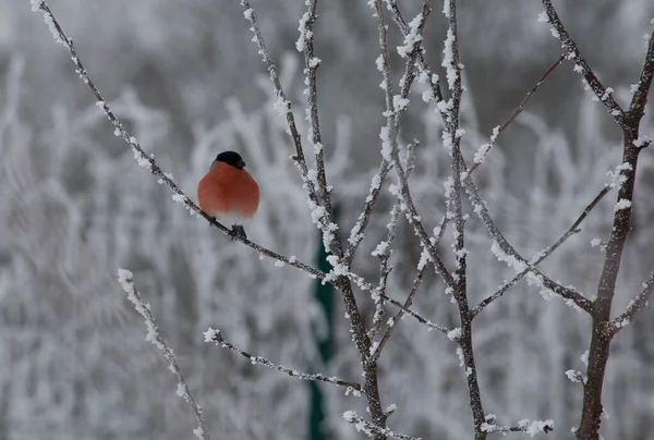 Eurazian Bulfinch Male Sitting Frosty Branch — Stock Photo, Image