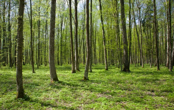 Deciduo Stand Bialowieza Forest Landscape Reserve Alla Soleggiata Giornata Primaverile — Foto Stock