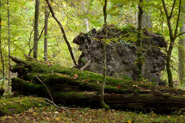Grande Muschio Avvolto Albero Sdraiato Foresta Autunnale Decidua — Foto Stock