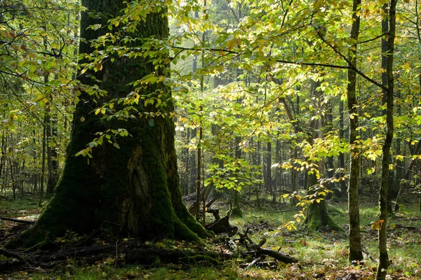 Roble Gigante Crece Entre Los Árboles Jóvenes Hornbeam Contra Sol —  Fotos de Stock