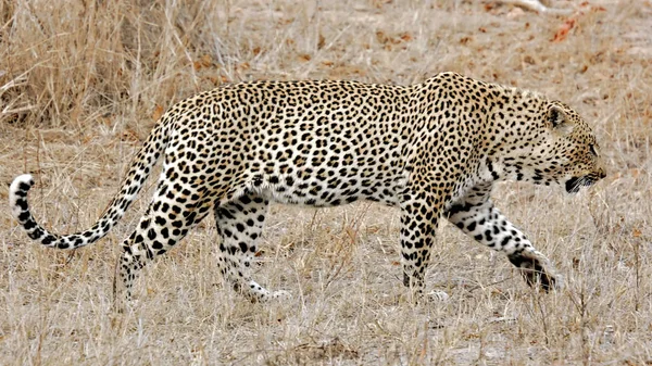 Wild Leopard Sabi Sands Kruger National Park África Sul — Fotografia de Stock
