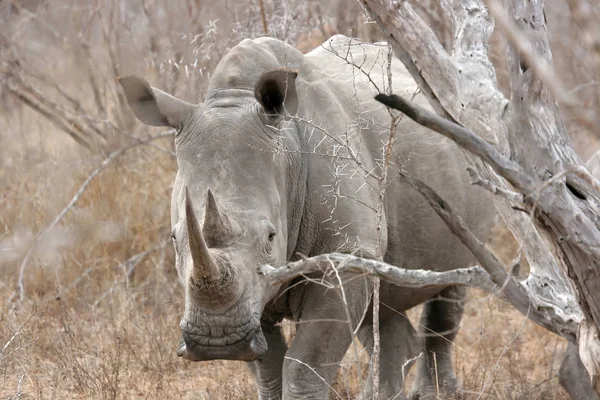 南非克鲁格国家公园Sabi Sands白犀牛 — 图库照片