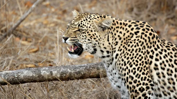 Léopard Sabi Sands Parc National Kruger Suedafrika — Photo