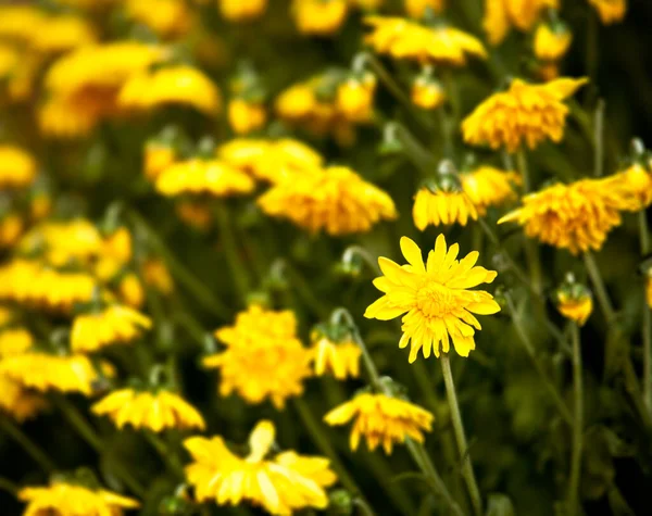Gul Krysantemum Blommor Med Fokus Och Resten Suddig Den Lilla — Stockfoto