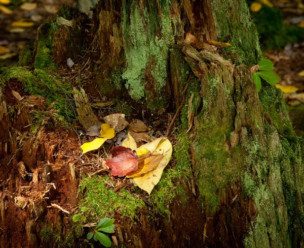 秋の紅葉 秋の植物 — ストック写真