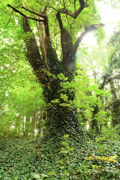 Beau Paysage Milieu Forêt Vieil Arbre Couvert Lierre Baigné Lumière — Photo