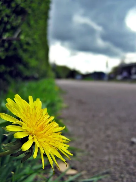 Prachtig Uitzicht Natuurlijke Paardebloem — Stockfoto