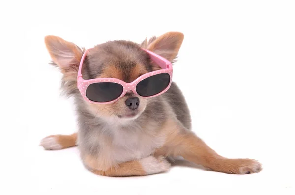 Kluger Hund Chihuahua Welpe Mit Rosa Sonnenbrille Isoliert Auf Weißem — Stockfoto