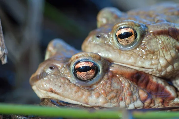 Toad Reptile Frog Amphibian Animal — Stock Photo, Image