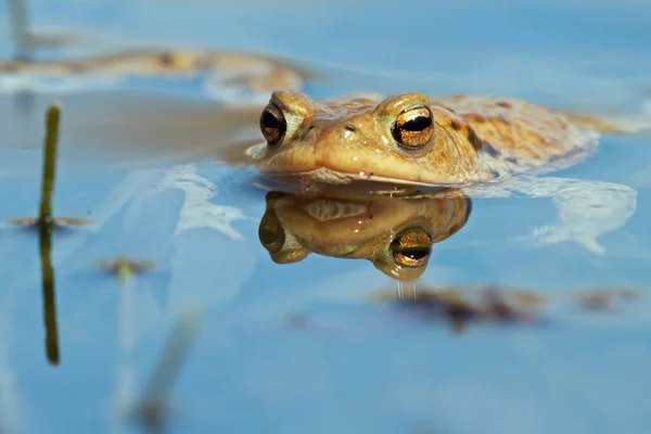 Krötenreptil Frosch Amphibientier — Stockfoto