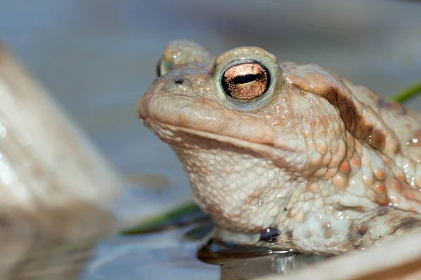 Pad Reptiel Kikker Amfibie Dier — Stockfoto