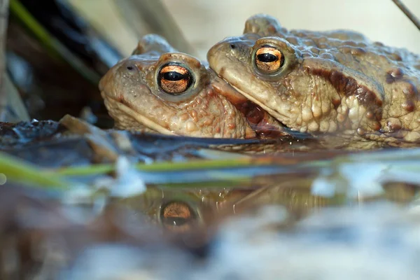 Malebný Pohled Krajinu Jezera — Stock fotografie