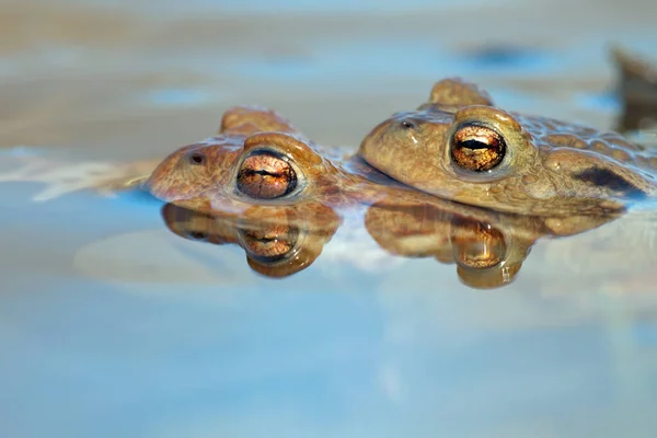 水の中のカエル — ストック写真