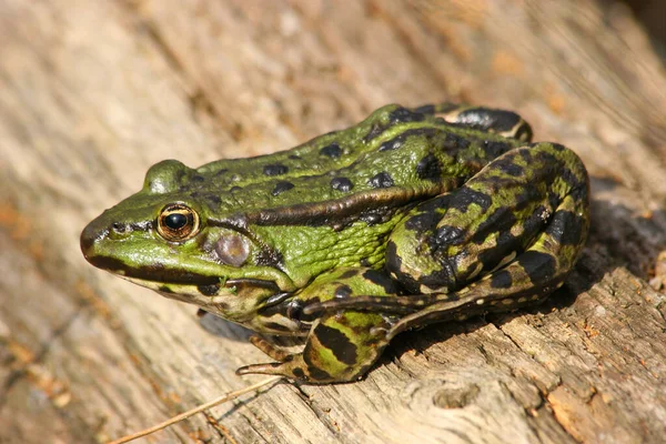 녹색먹을 수있는 개구리 개구리 개구리 — 스톡 사진
