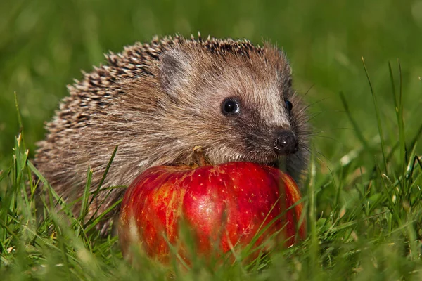 Young Animals Selective Focus — Stock Photo, Image