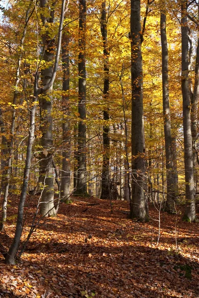 Kleurrijk Bos Herfst — Stockfoto