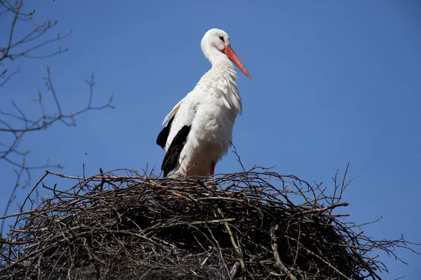 Scenic View Beautiful Stork Bird Nature — Stock Photo, Image