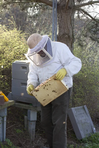 Beekeeper Work Honeycomb Honey Production — Stock Photo, Image