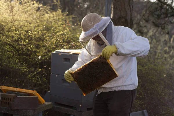 Beekeeper Work Honeycomb Honey Production — Stock Photo, Image