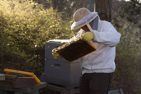 Beekeeper Work Honeycomb Honey Production — Stock Photo, Image