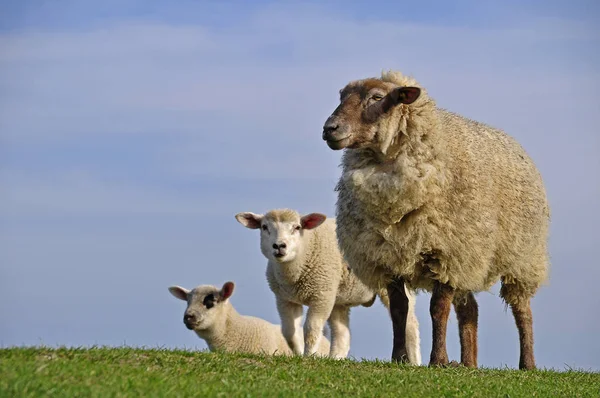 Landschappelijke Kijk Landbouw Selectieve Focus — Stockfoto