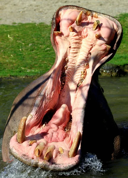 Hippopotame Hippopotame Faune Naturelle — Photo