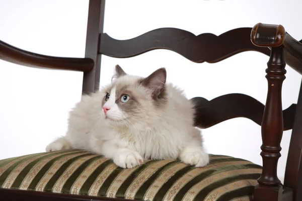 Cute Purebred Cat Ragdoll —  Fotos de Stock