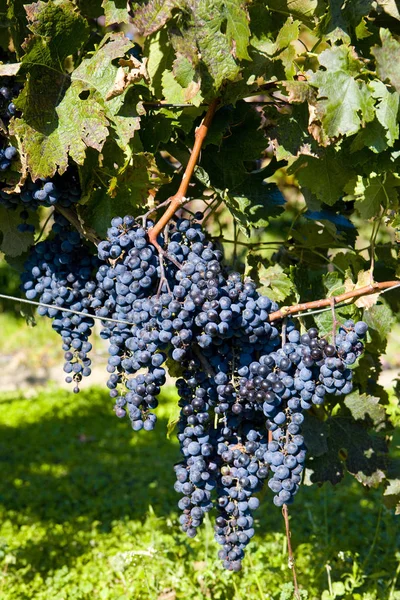 Viñedo Sedlec República Checa — Foto de Stock