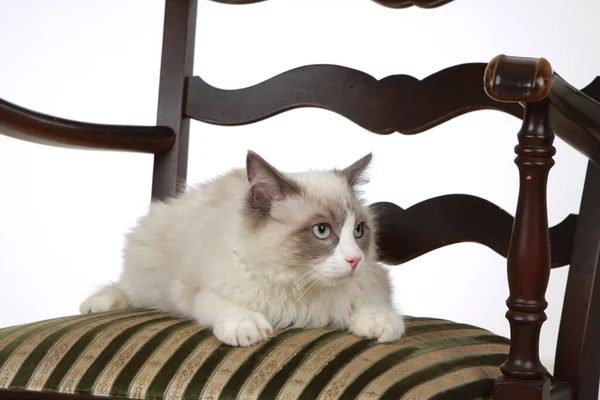 Cute Purebred Cat Ragdoll —  Fotos de Stock