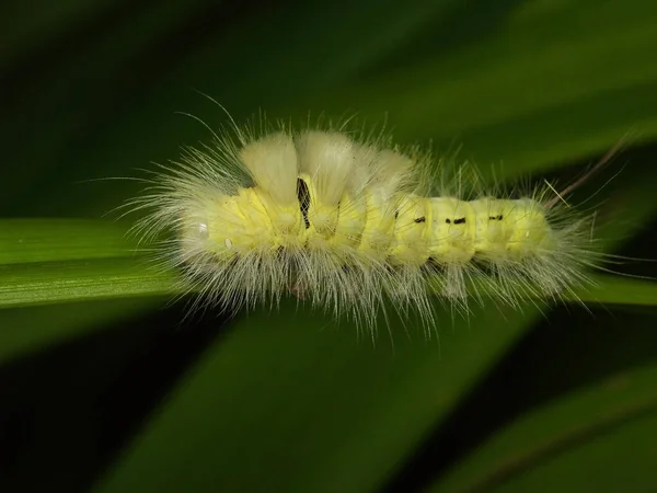 Insecto Oruga Gusano Pequeño — Foto de Stock