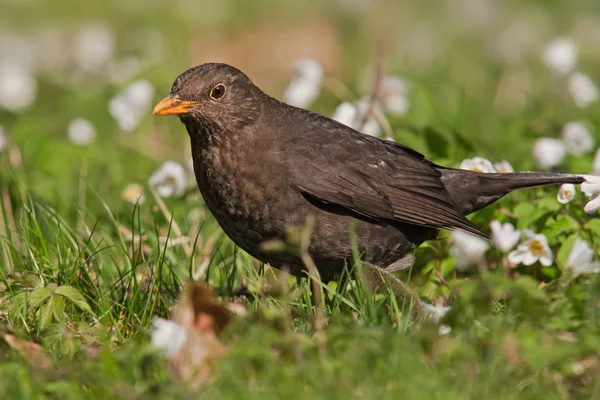 Kos Pozorování Ptáků Přírodě — Stock fotografie