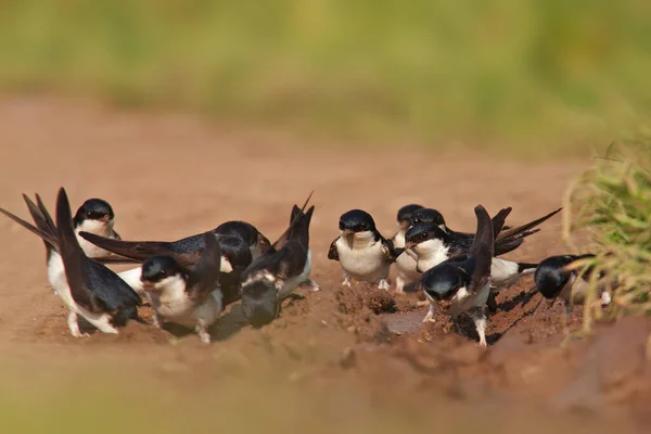 Vista Hermoso Pájaro Naturaleza — Foto de Stock