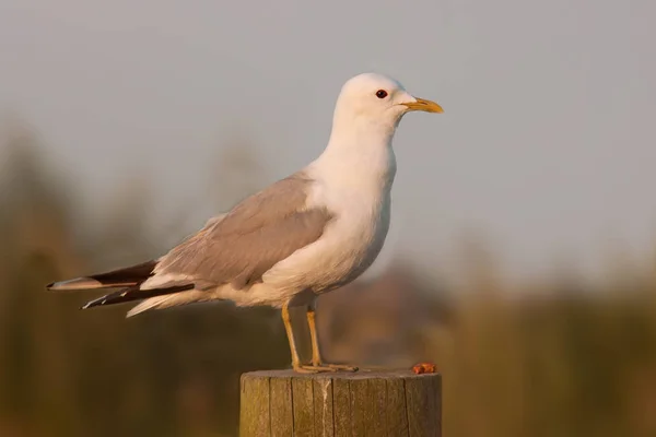 Observación Aves Lindo Pájaro Naturaleza Salvaje — Foto de Stock