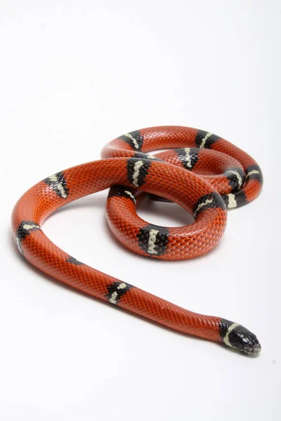 Gefährliche Schlange Fleischfressendes Reptil — Stockfoto