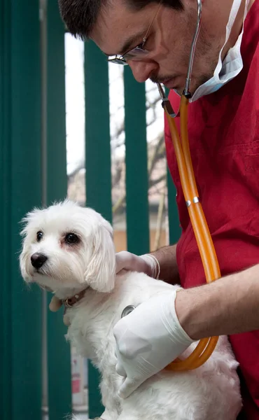 Vet Esaminando Simpatico Cane Bichon Maltese — Foto Stock