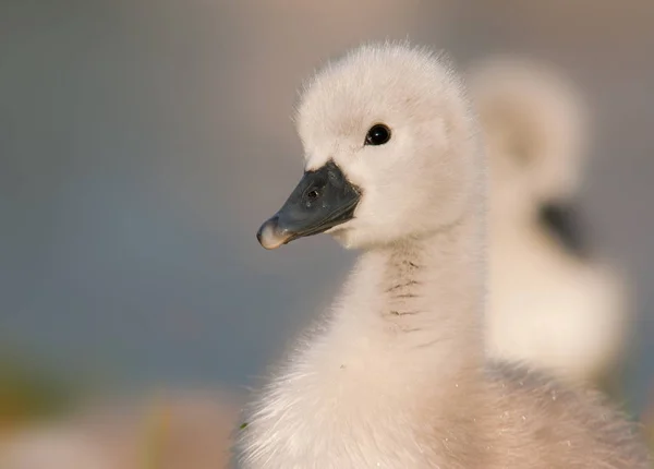 Malebný Pohled Majestátní Labuť Přírodě — Stock fotografie