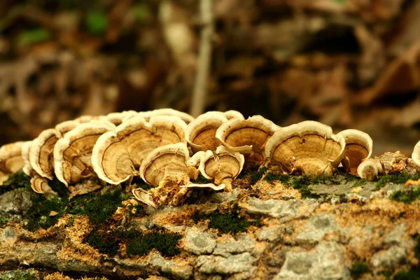 Bando Cogumelos Numa Árvore — Fotografia de Stock