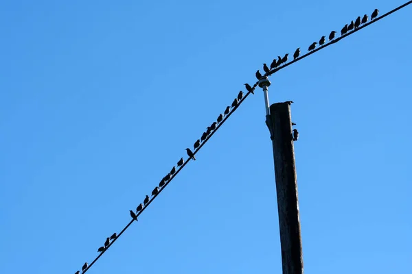 Zwerm Vogels Een Draad — Stockfoto
