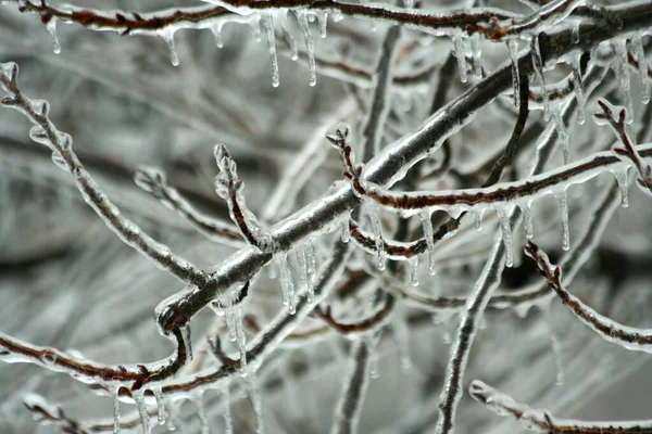 Alguns Galhos Árvores Cobertas Gelo — Fotografia de Stock