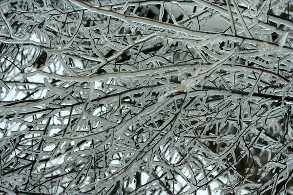 Quelques Branches Arbres Recouvertes Glace — Photo