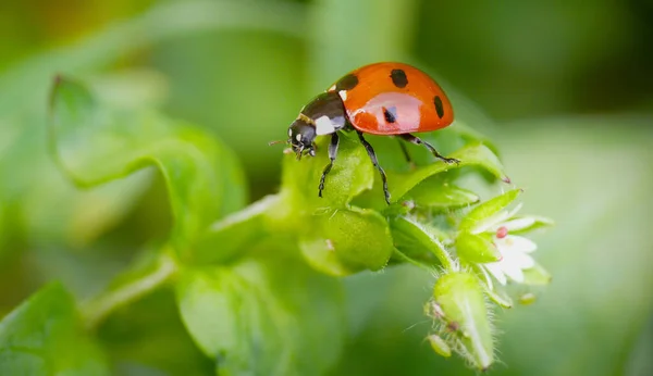 Noktalı Kırmızı Böcek Uğur Böceği — Stok fotoğraf